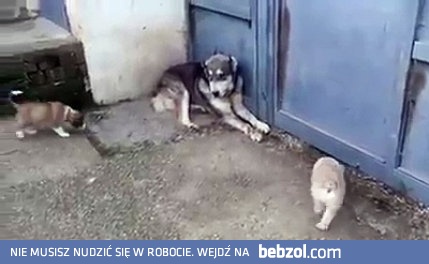 Nie krzycz na moje dzieci !