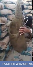 Jak powkurzać snajpera...