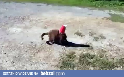 Pies postanowił pomóc kotu