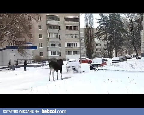 Łoś który wdychał spaliny z rury wydechowej