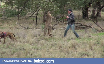 Man punches a kangaroo in the face to rescue his dog
