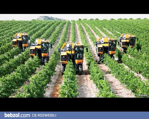 MECHANIZACJA ZBIORU OWOCÓW