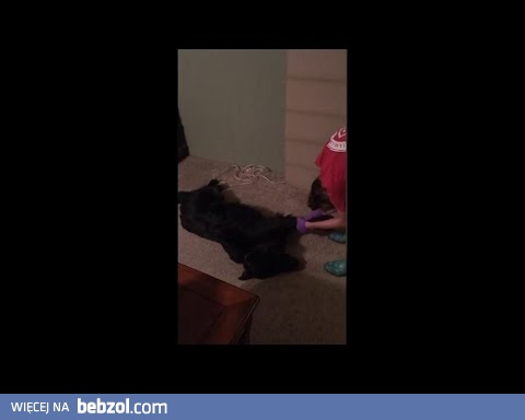 Pies udawał martwego…