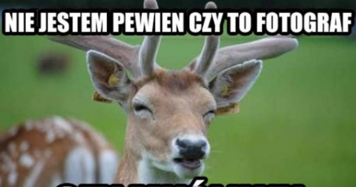 Pictures with captions. Funny pictures with caption Deer Google. Interviewing a Deer meme. Very funny pictures with captions above them. Sure me
