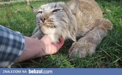 Oto jak mruczy ryś kanadyjski 