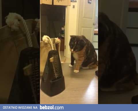 Koty jednak mają poczucie rytmu