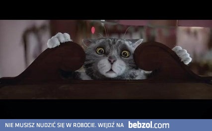 Najpiękniejsza kocia reklama