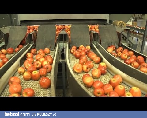Sortowanie i pakowanie jabłek