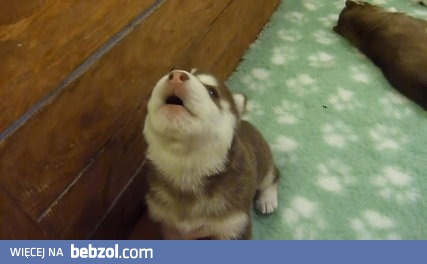 Pieśń młodego wilka