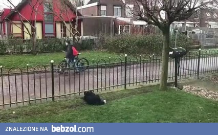 Pies gra w piłkę z przechodniami