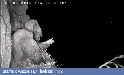 Puchacz upolował Jastrzębia z gniazda