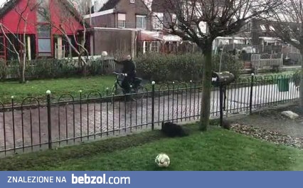 Pies gra w piłkę z przechodniami