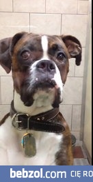 Kiedy podstępem wywieziesz psa do weterynarza