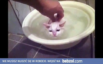 Kot nie chce wyjść z gorącej kąpieli 
