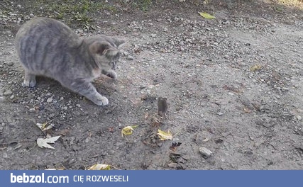 Kot bawi się z myszą, a tymczasem kura... 