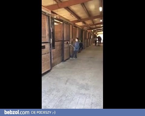 Dziecko próbuje wyciągnąć konia z boksu