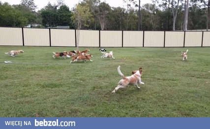 Beagle biegające za zdalnie sterowanym modelem RC