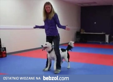 Jak wytresować psa