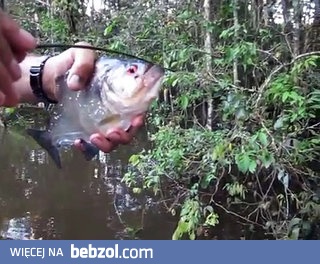 Naturalne nożyczki - Pirania