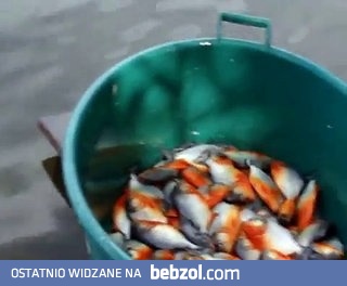 W jaki sposób złowić piranie?