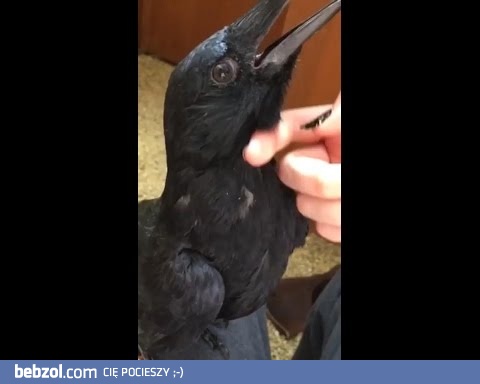 Gdyby ktoś się zastanawiał jak wyglądają uszy 