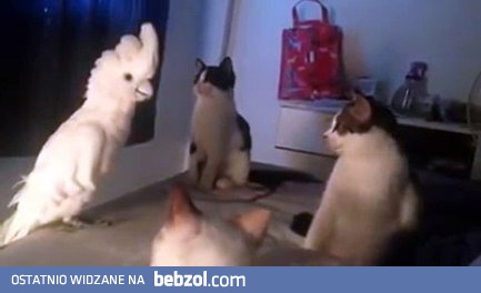 Kiedy papuga dyskutuje z kotami w grupie