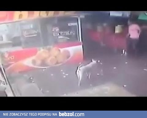 Chciał kopnąć psa
