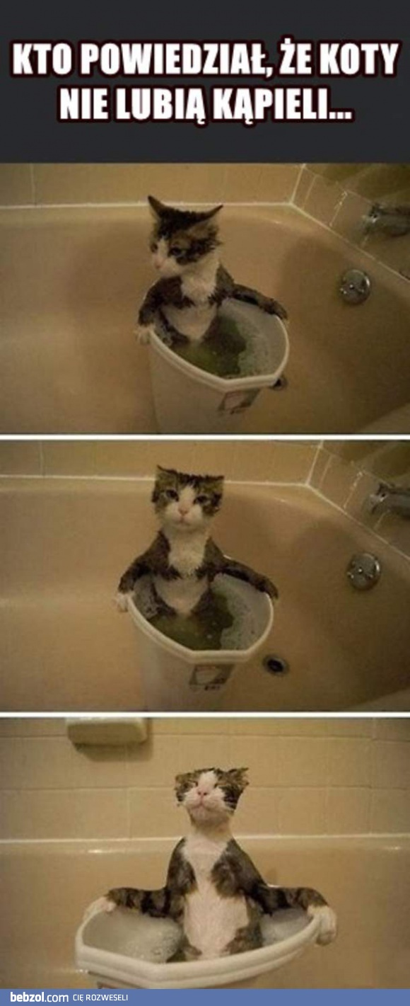 Koty nie lubią kąpieli?