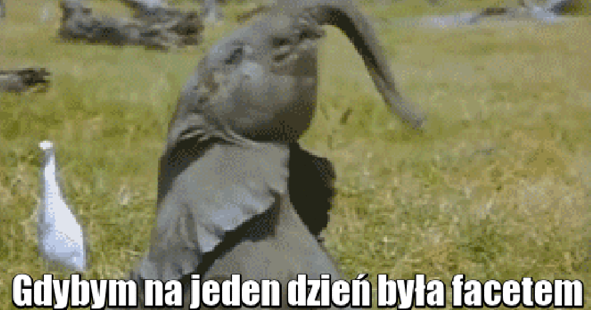 Elephant Sex Gif