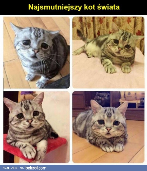 Najsmutniejszy kot świata