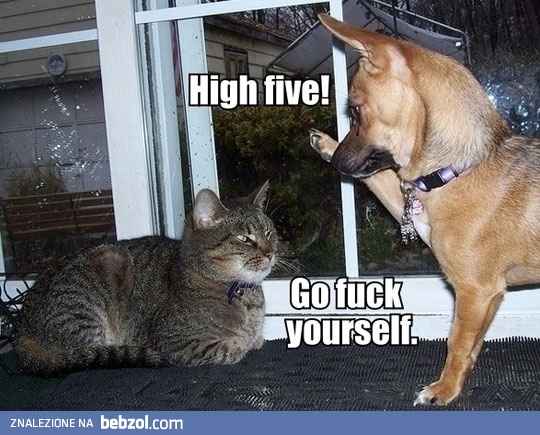 High five cat!