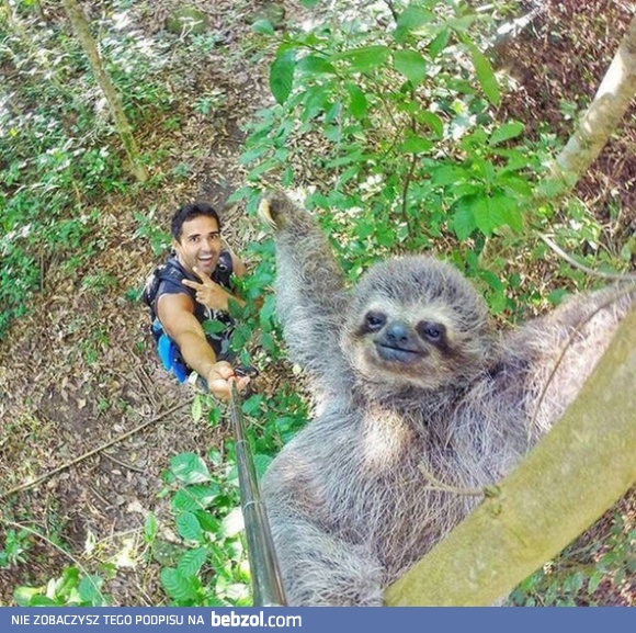 Selfie z leniwcem