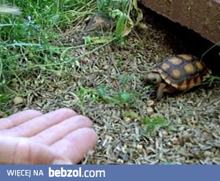 Mały żółwik wychodzi człowiekowi na spotkanie