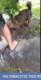 Psia mama desperacko odkopuje szczeniaka