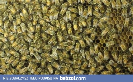 Jak pszczoły przekazują sobie info o lokalizacji pożytku