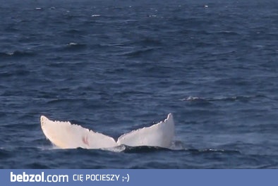 Niesamowity biały wieloryb