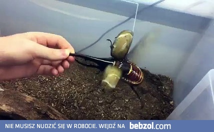 Hehe ale śmieszny piesek