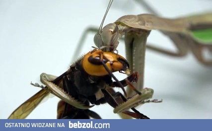 Pojedynek tytanów z królestwa owadów