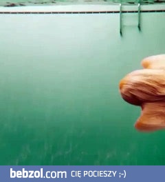 Nurkujący chart afgański wygląda jak wesoły duszek