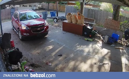 Złodzieje przepędzeni przez właścicielkę domu i jej wściekłe psy