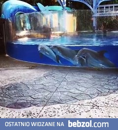 Delfiny zafascynowane wiewiórkami