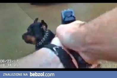 Policjant strzela do agresywnego psa USA