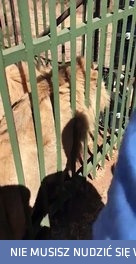 Właśnie dlatego nie pcha się rąk do klatki z lwem