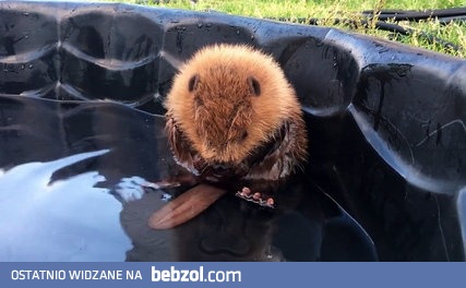 Kąpanie bobera