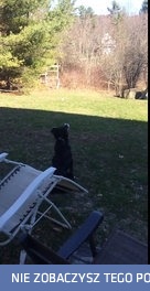 Pies myśli że księżyc to piłka