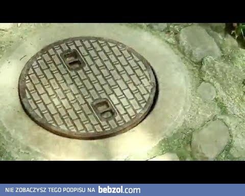 Szop znalazł sobie bardzo fajną kryjówkę