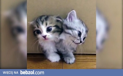 Pudełko produkujące kotki