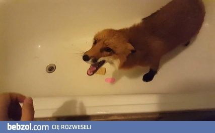 Lisek podjada mydełko w łazience 