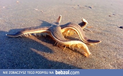 Jak chodzi rozgwiazda