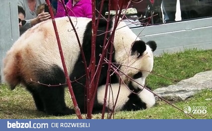 Panda i jej ciężkie życie